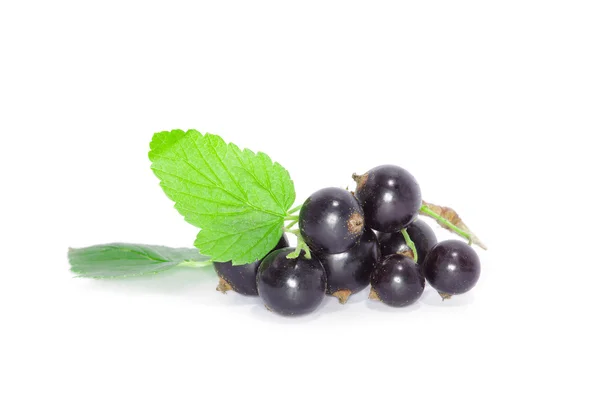 Ripe Black currants — Stock Photo, Image