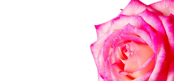Piękna różowa róża — Zdjęcie stockowe