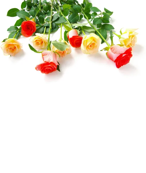 Gyönyörű rózsa csokor — Stock Fotó
