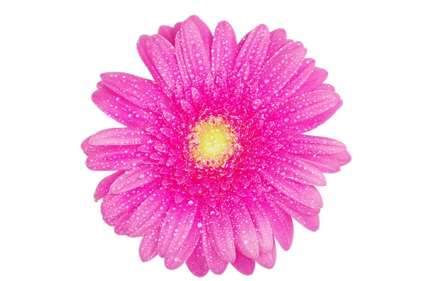 Güzel gerbera çiçek — Stok fotoğraf