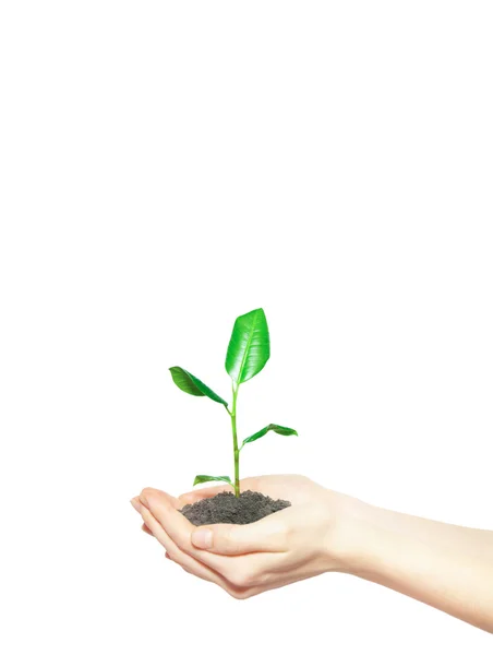 Manos humanas sosteniendo planta verde —  Fotos de Stock