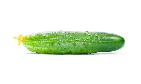 Fresh green cucumber — Stock Photo, Image