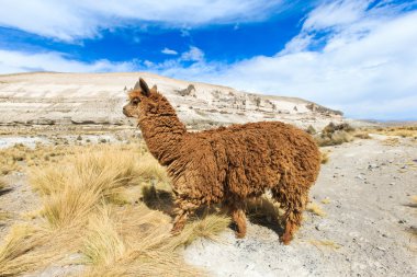 Andes güzel lama