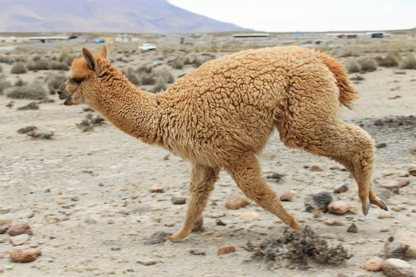 Magnifique lama dans les Andes — Photo