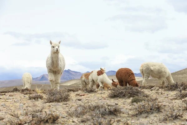 Beautiful lamas in Andes — Stock Photo, Image