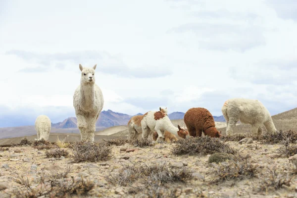 Beaux lamas dans les Andes — Photo