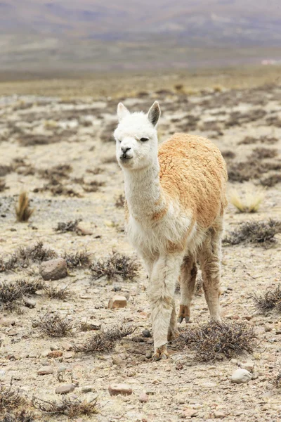 Mooie lama in de Andes — Stockfoto