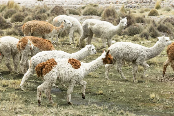 Belos lamas em Andes — Fotografia de Stock