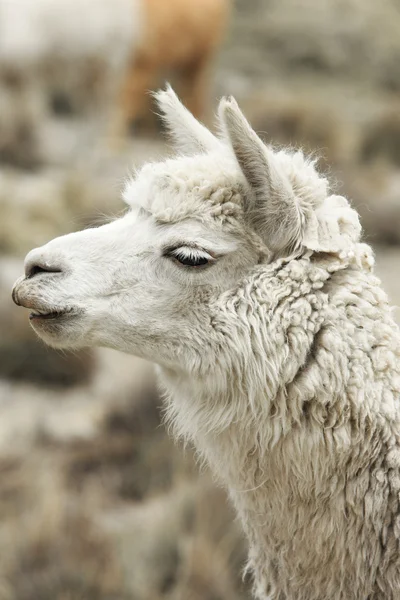 Piękny Lamy w Andach — Zdjęcie stockowe