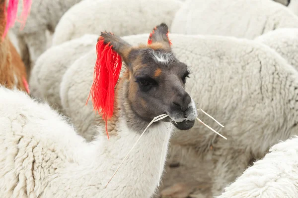 Andes güzel lamas — Stok fotoğraf