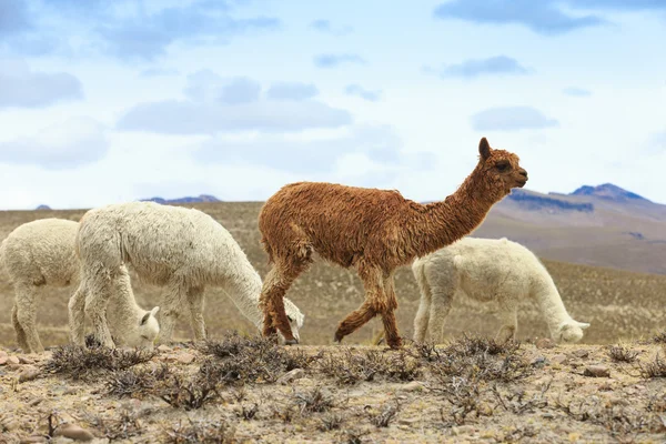 Hermosos lamas en Andes — Foto de Stock