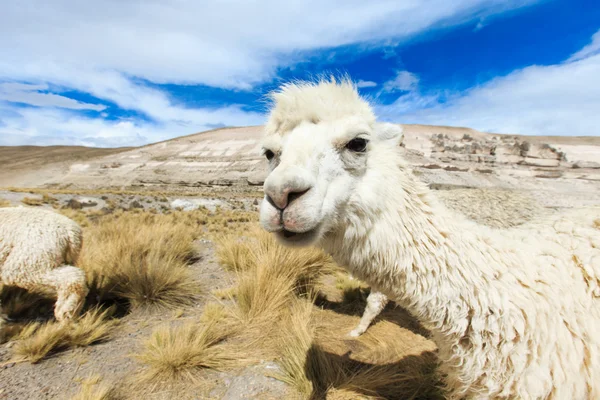 Hermosos lamas en Andes — Foto de Stock