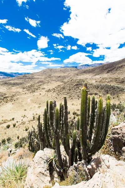 Andes güzel manzara — Stok fotoğraf