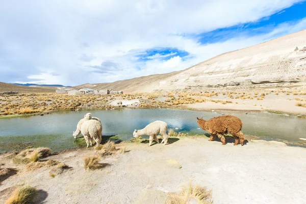 Mooie Lama's in Andes — Stockfoto