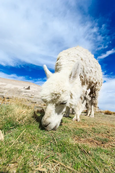 Красивый лама в Андах — стоковое фото