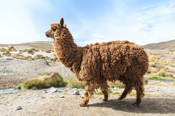 Beautiful lama in Andes — Stock Photo, Image