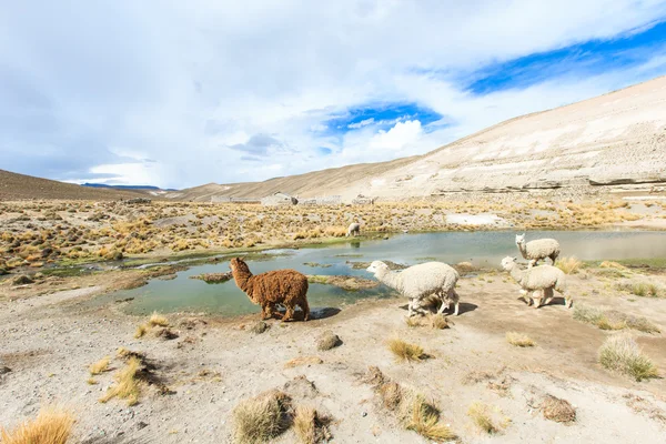 Belos lamas em Andes — Fotografia de Stock