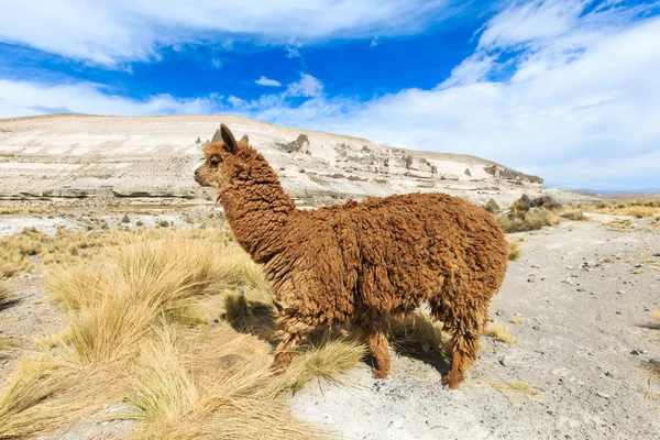 アンデス山脈の美しい・ ラマ — ストック写真