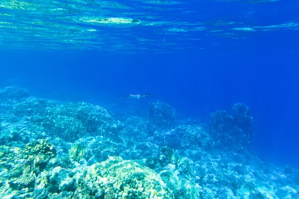 Tranquila escena submarina — Foto de Stock