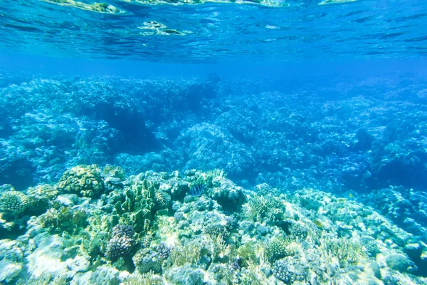 Tranquille scène sous-marine — Photo