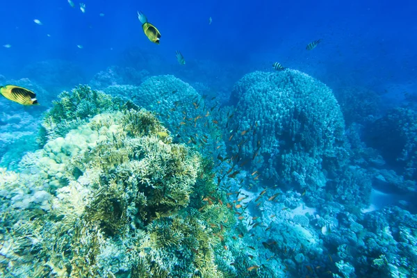 Tranquilo cena subaquática — Fotografia de Stock