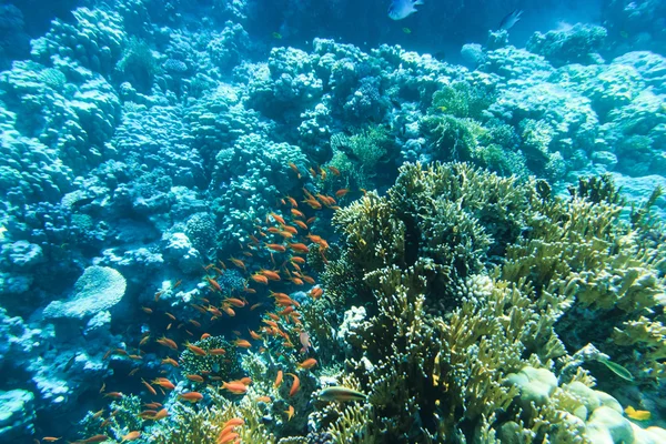 Tranquil underwater scene — Stock Photo, Image