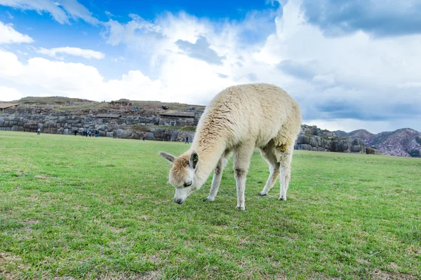 Mooie lama in de Andes — Stockfoto