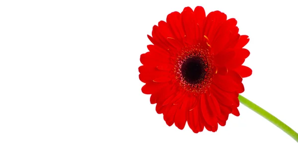 Hermosa flor de gerberas — Foto de Stock