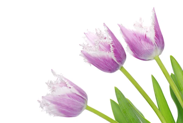 Schöne lila Tulpen — Stockfoto