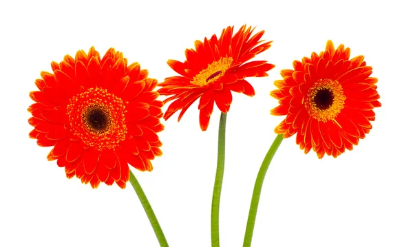 Krásné květiny Gerbera — Stock fotografie