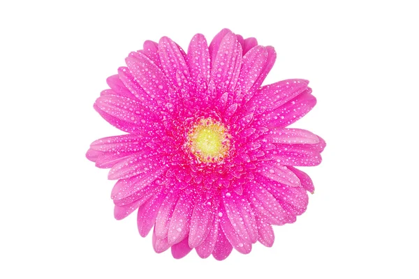 Güzel gerbera çiçek — Stok fotoğraf