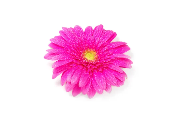 Güzel gerbera çiçek — Stok fotoğraf