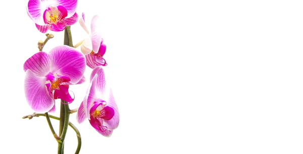 ピンクの蘭の花 — ストック写真