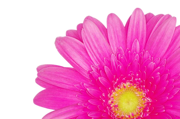 Bel fiore di gerbera — Foto Stock