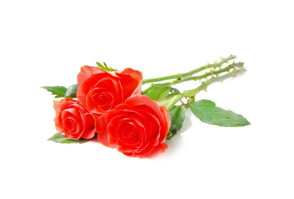 Vackra röda rosor — Stockfoto