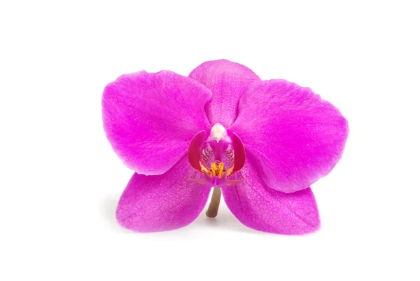 Růžová orchidej květiny — Stock fotografie