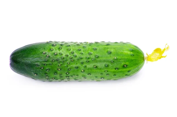 Fresh green cucumber — Stock Photo, Image