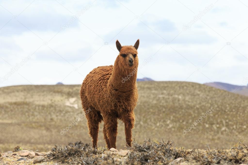 beautiful lama in Andes