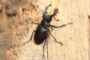 Stag beetle