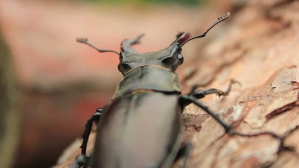 Stag Beetle — Stock Video