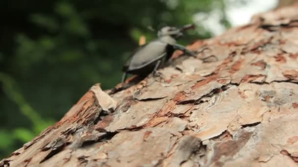 Stag Beetle — Stock Video