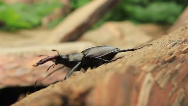 Stag Beetle — Stock Video