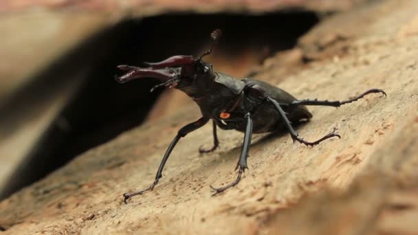 Stag Beetle — Stock Video