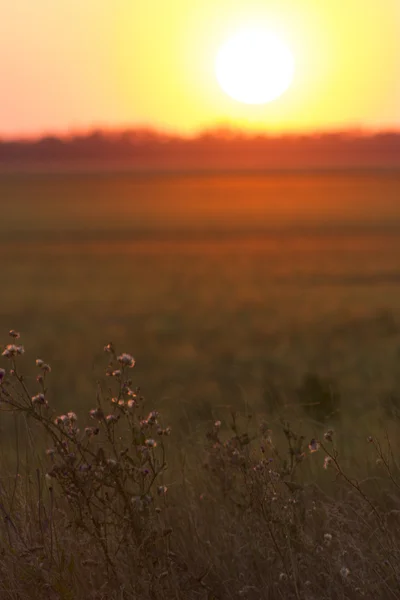 Rural sunset — Stock Photo, Image