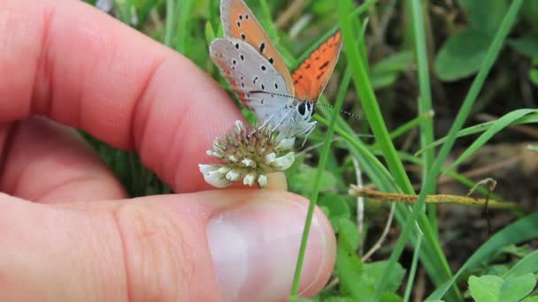 Schmetterling in den Händen — Stockvideo