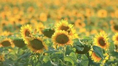 Ayçiçeği sallayarak