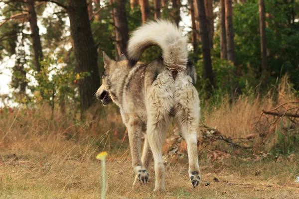 Perro gris acostado al aire libre —  Fotos de Stock