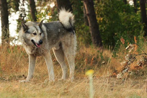 Köpek açık havada yalan gri — Stok fotoğraf