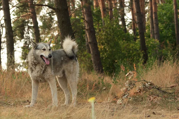 Grauer Hund im Freien liegend — Stockfoto