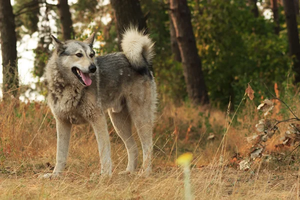 Grey dog lying outdoors Stock Picture